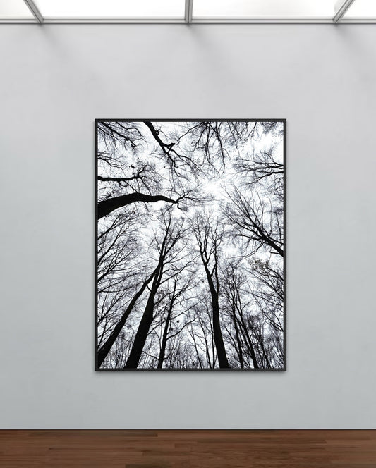 Silent Branches No. 1 Limited